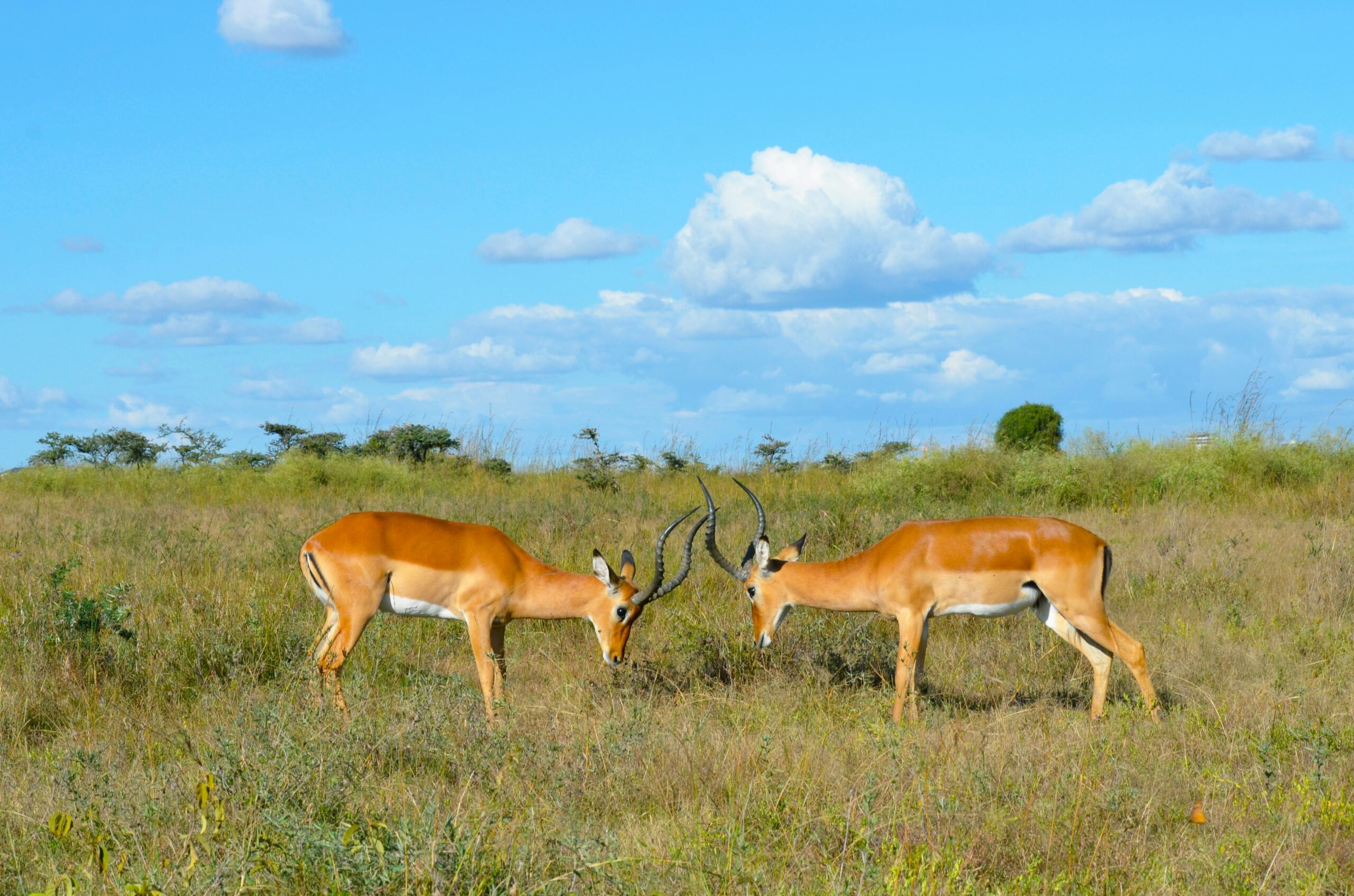 Nairobi Excursions & Day Tours