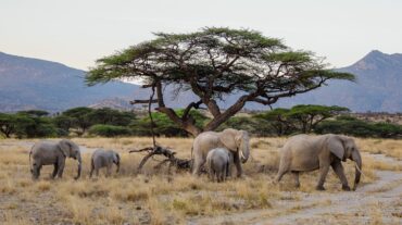 3 Days Samburu Safari