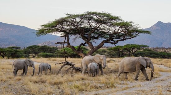 3 Days Samburu Safari