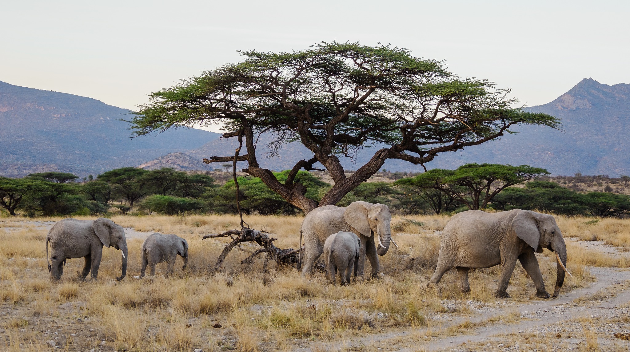 3 Days Samburu Safari