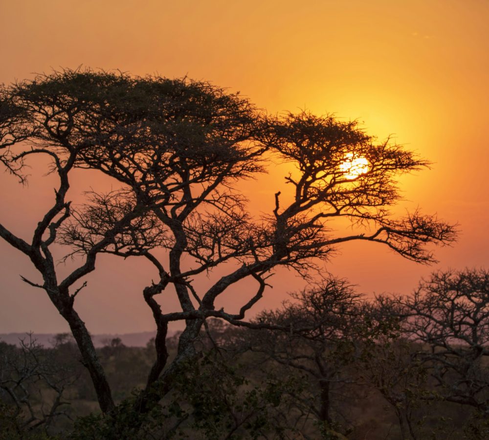 ajeet-panesar-QSZ6agzNg5k-unsplash